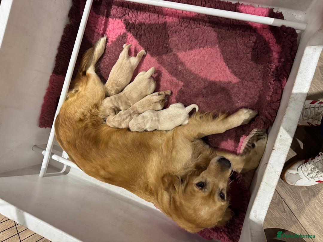 Golden Retriever dogs for sale: 2 chunky golden retriever male puppies  - Image 7
