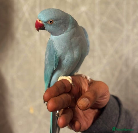 Ringnecks birds - Advert 1