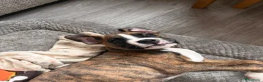 Yellow Collar - Male Bob Tail