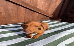 Dachshund dogs for sale: 4 beautiful dachshund puppies ready to go!!!! - Image 9