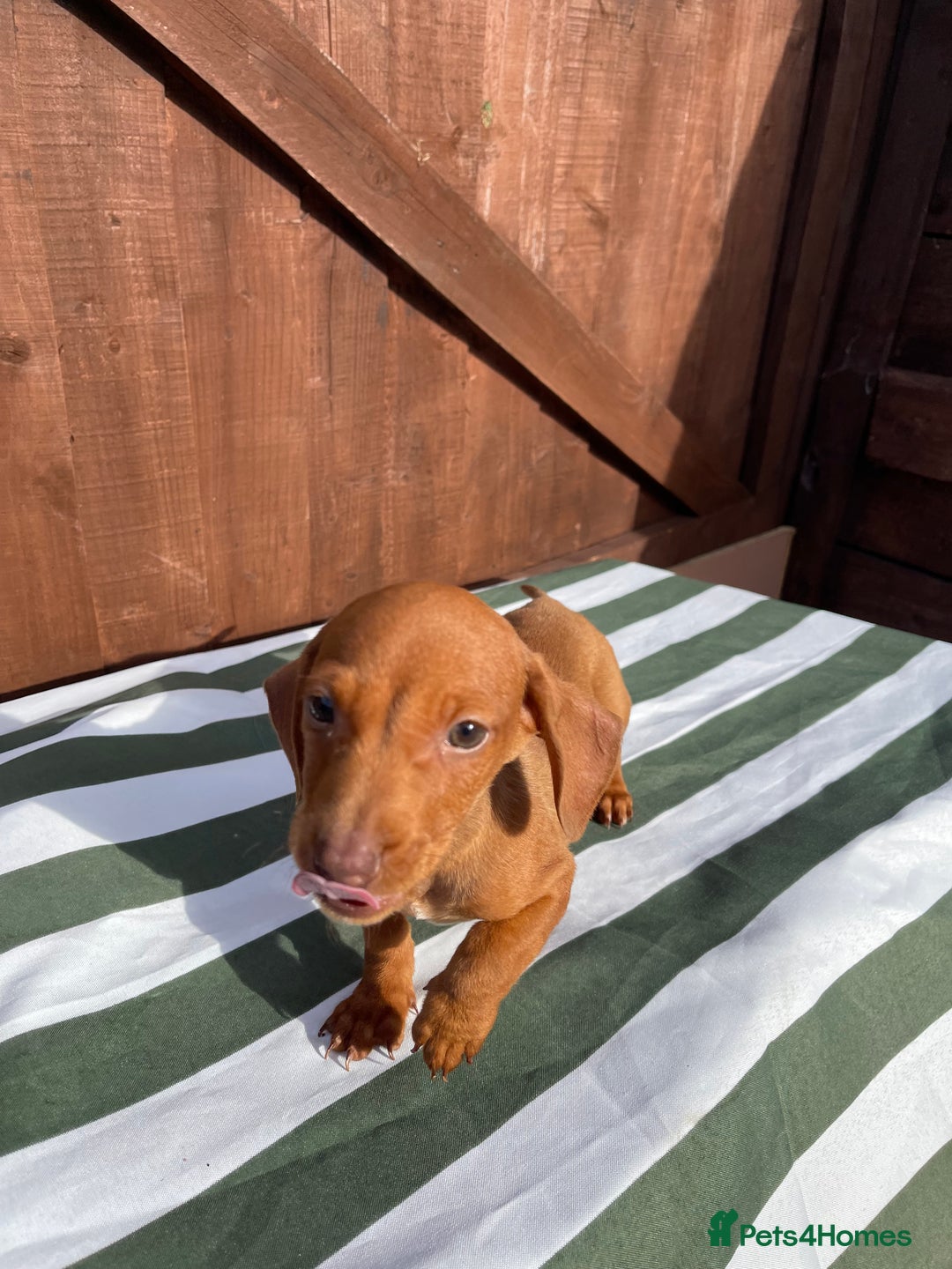 Dachshund dogs for sale: 4 beautiful dachshund puppies ready to go!!!! - Image 9