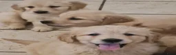 Golden Retriever dogs for sale: Stunning golden Girls - Advert 8