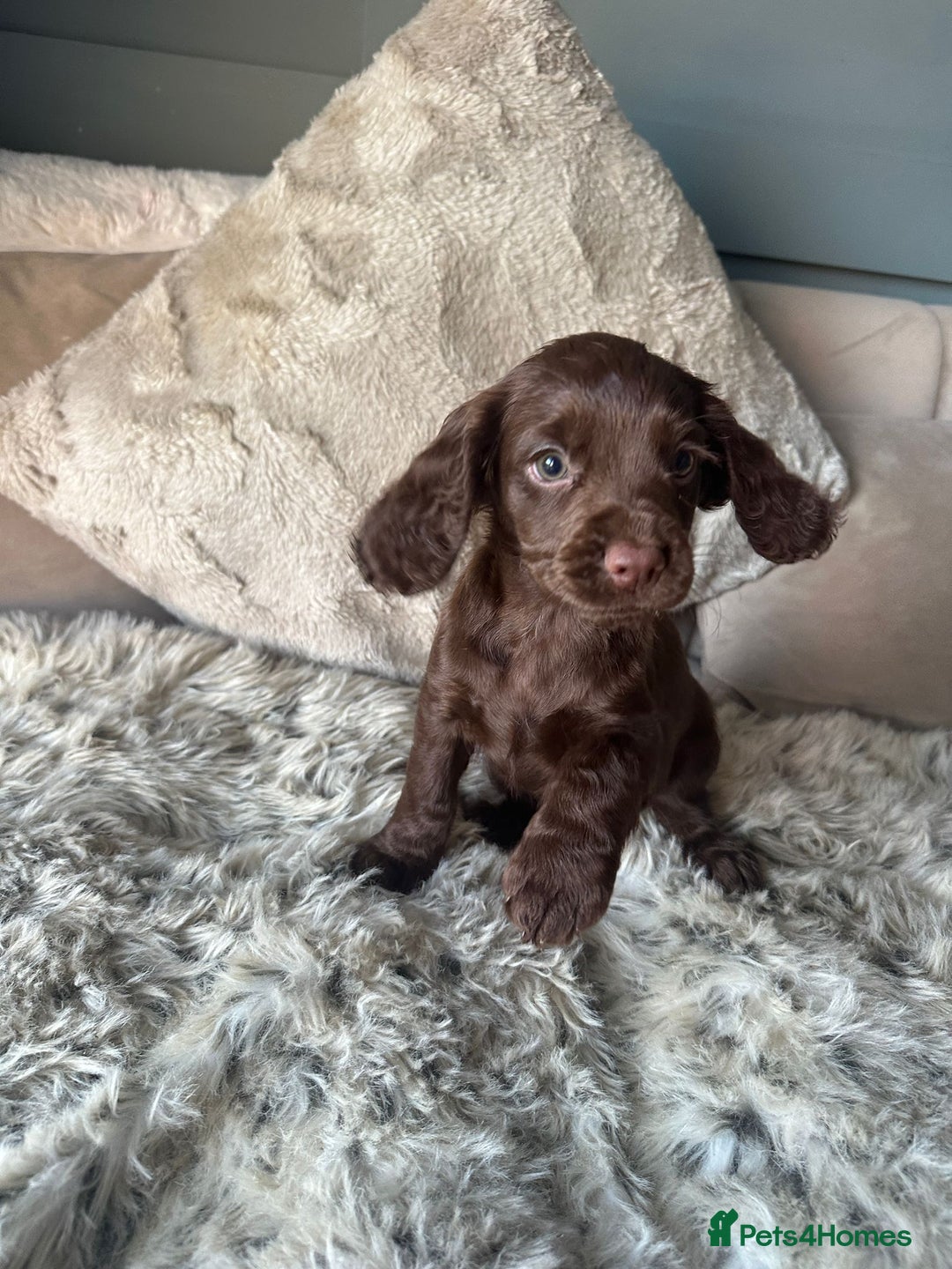 Cocker Spaniel dogs for sale: Working cocker spaniel puppies - Advert 4