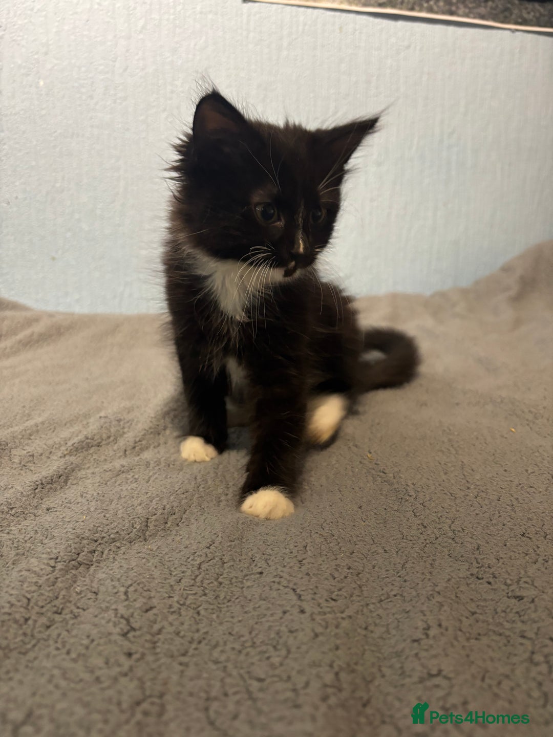 Mixed Breed cats for sale: 🖤🐱Kittens - Only 2 boys left! (Ready now)🐱🖤 in Bridgend - Image 6
