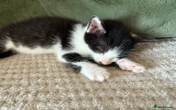 Oriental cats for sale: The Cutest Babies Hand Reared From 2 Weeks - Image 8