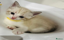 Ragdoll cats for sale: Ragdoll kittens for sale - Image 6