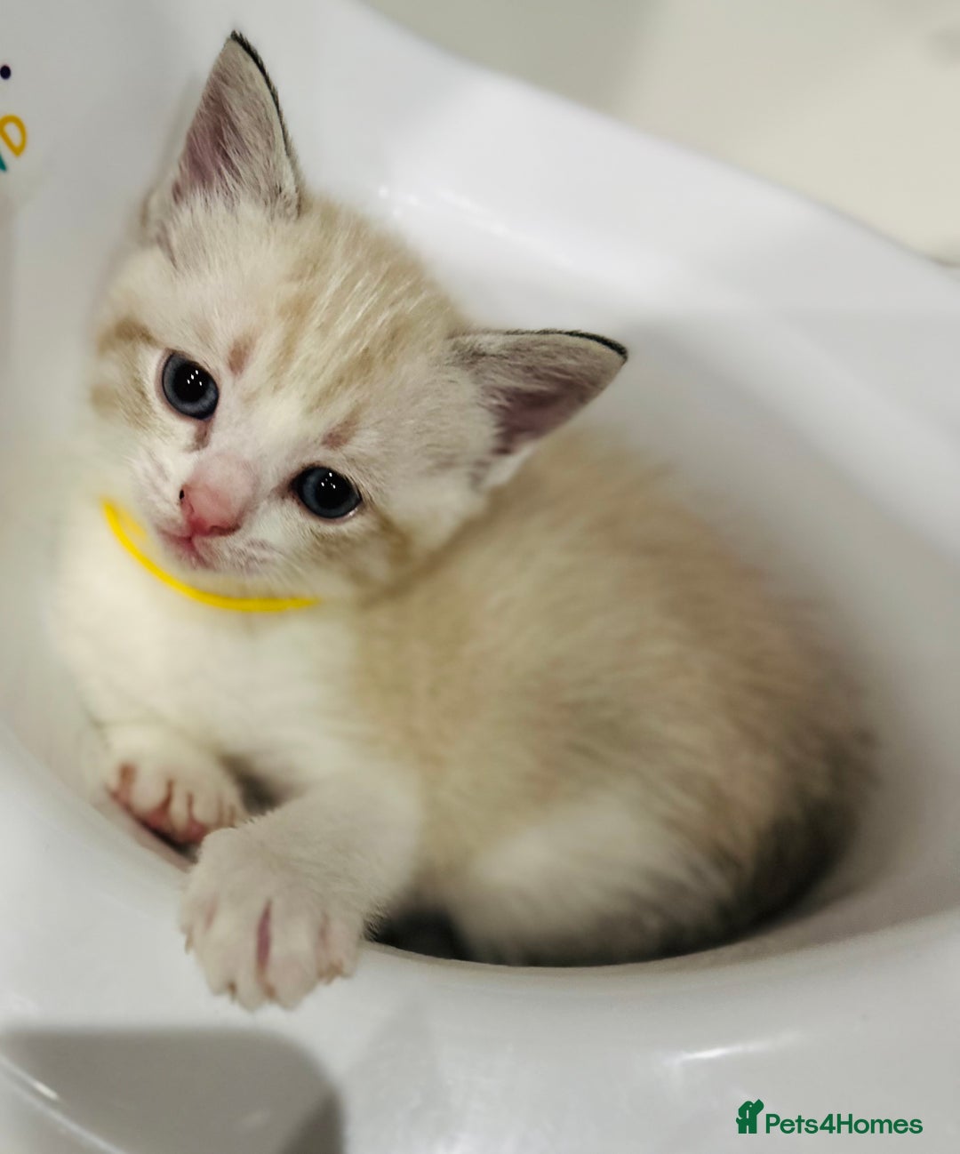 Ragdoll cats for sale: Ragdoll kittens for sale - Image 6