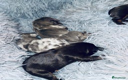 Miniature Dachshund dogs for sale: Beautiful rare miniature dachshund puppies - Image 2