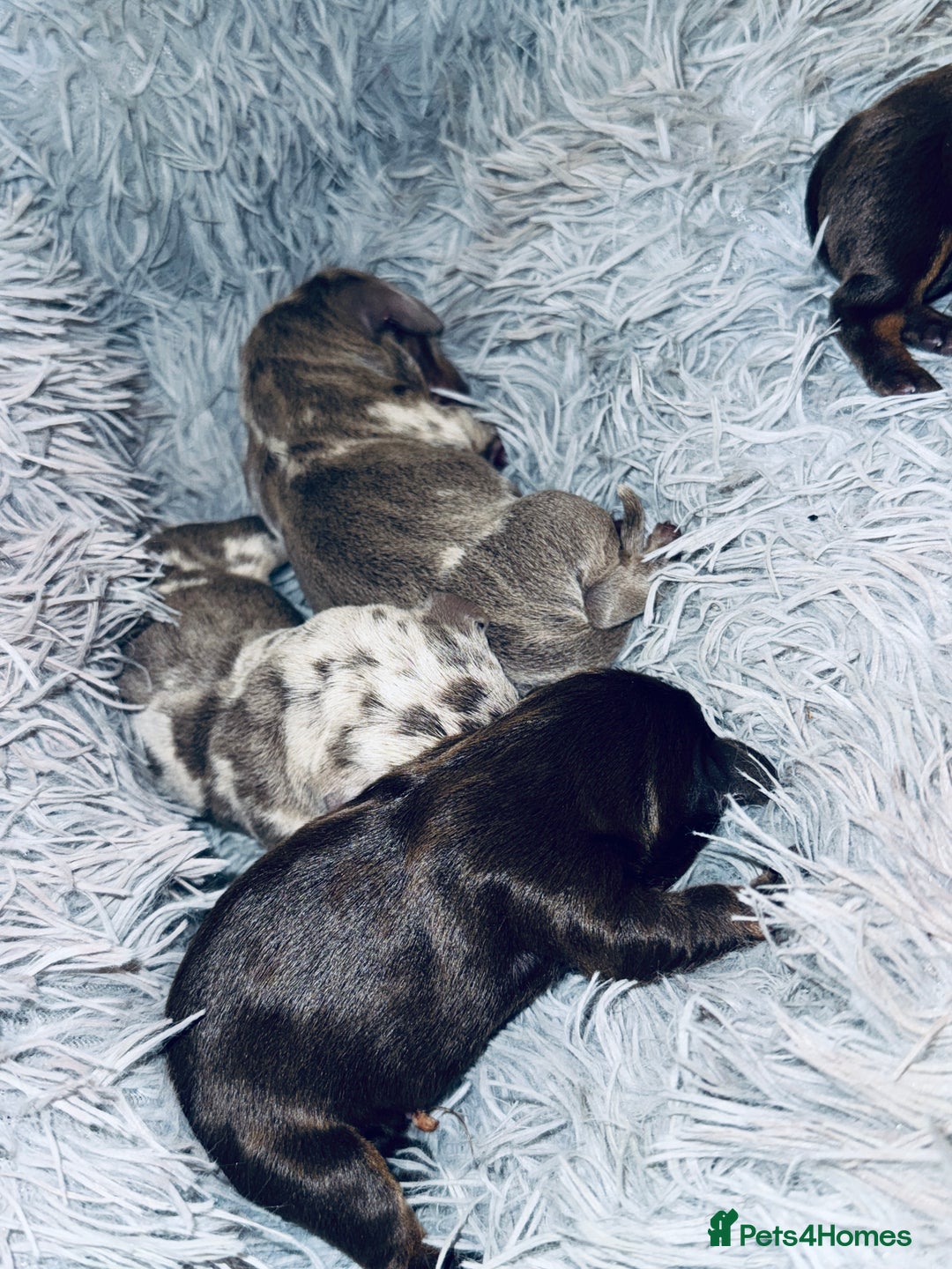 Miniature Dachshund dogs for sale: Beautiful rare miniature dachshund puppies - Image 2