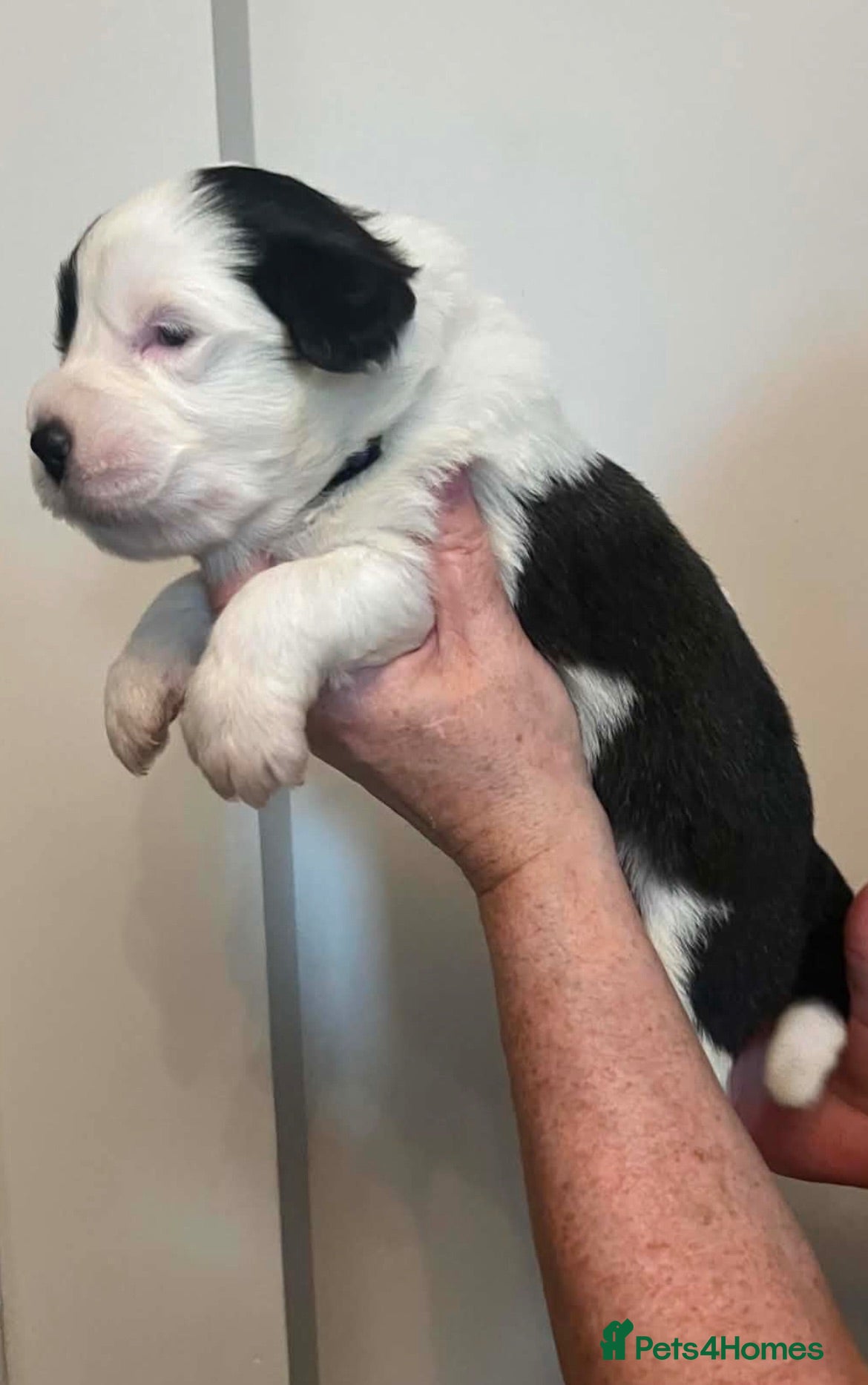 Mixed Breed dogs Old English saints  - Advert 14