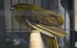 Parakeets birds for sale: Kakarikis  - Image 3