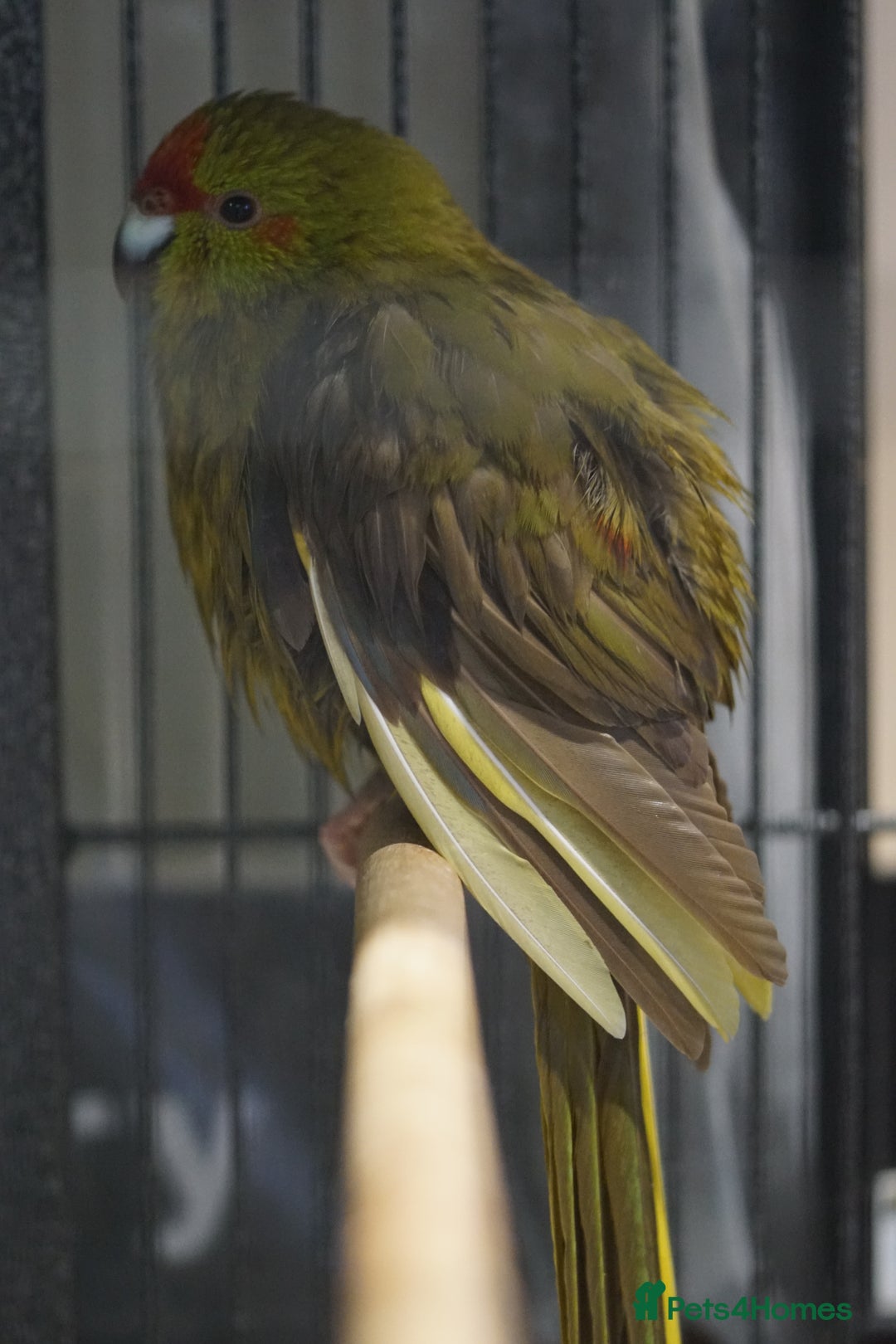 Parakeets birds for sale: Kakarikis  - Image 3