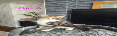 Maine Coon 1