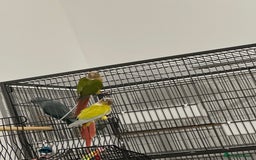 Canaries birds for sale: Bonded pair of Suncheek Conures breeding pair N 3y - Image 2