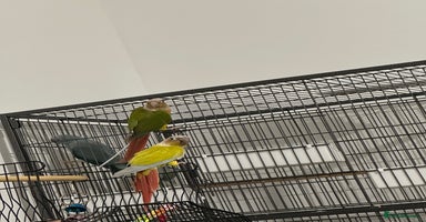 Canaries birds - Advert 9