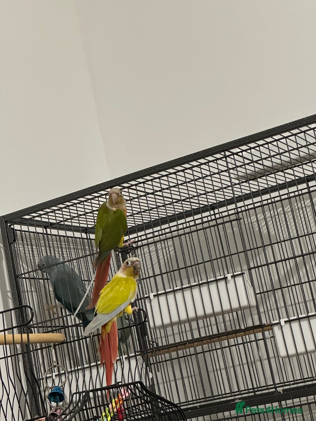 Canaries birds for sale: Bonded pair of Suncheek Conures breeding pair N 3y - Image 2