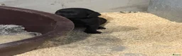 Labrador Retriever dogs for sale: 8 Working Black Labrador Puppies - Advert 4