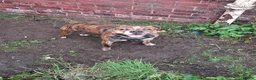 Mixed Breed dogs for sale: Wolfie in Coatbridge - Advert 1