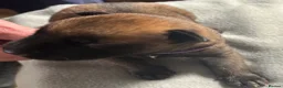 Belgian Shepherd Dog dogs for sale: Exceptional Belgian Malinois Puppies in Denbigh - Advert 10