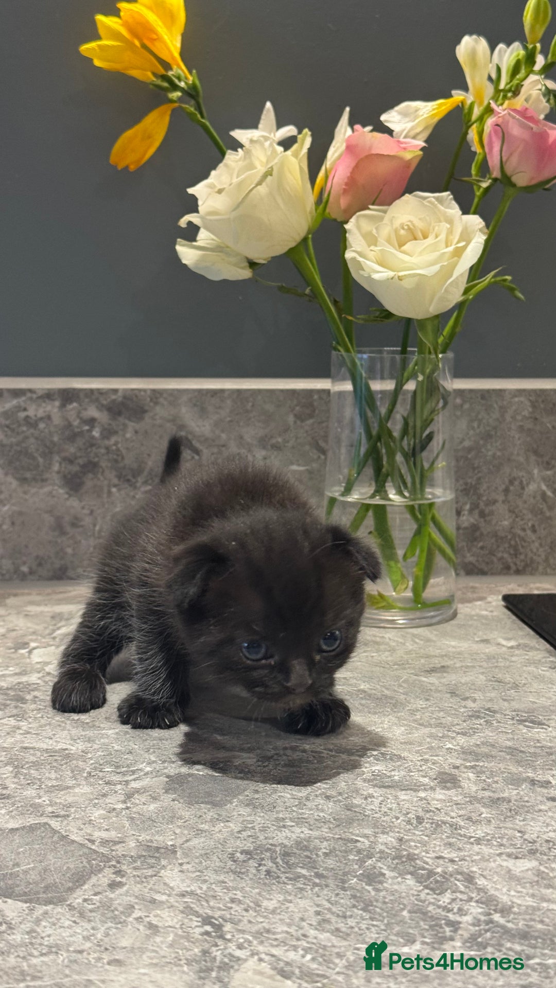 British Shorthair cats for sale: 🐾✨ READY for Their Forever Home ✨🐾 - Image 11