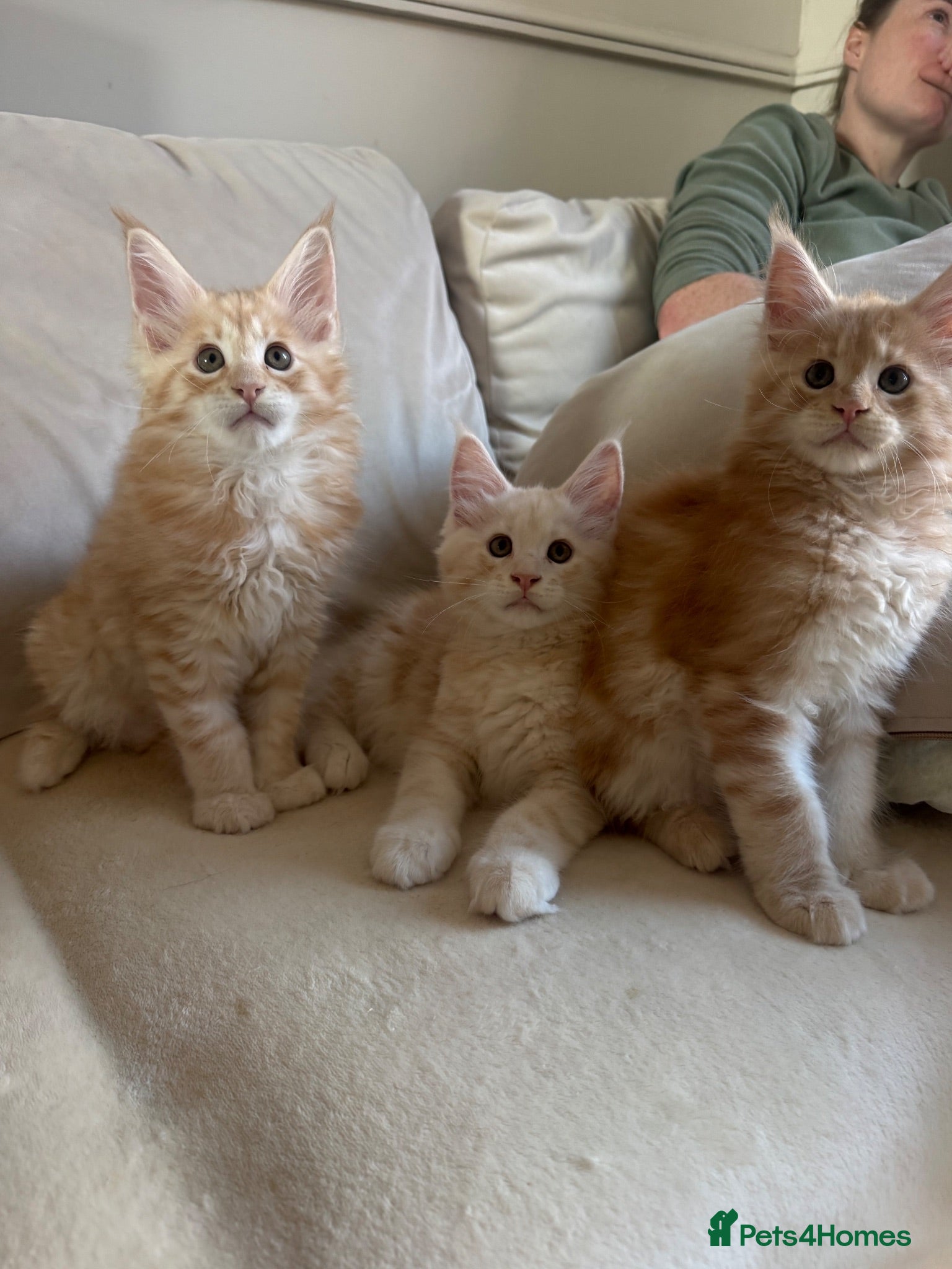 Maine Coon cats     ✨TICA Maine Coon Kittens | Licensed Breeder✨ - Advert 1