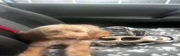 Cockapoo dogs for sale: Meet Teddy – Beautiful 1-Year-Old Cockapoo 🐾 in Romford - Advert 5