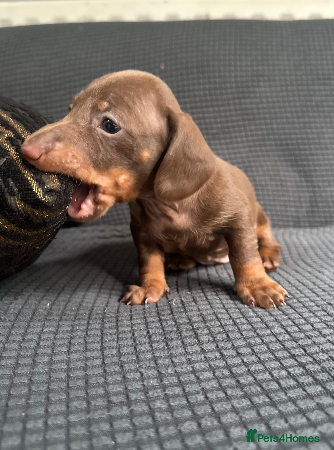 Dachshund dogs for sale: GORGEOUS DACHSHUNDS PUPPIES - Image 9