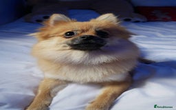Pomeranian dogs for sale: 5 year old female Pomeranian - Image 3