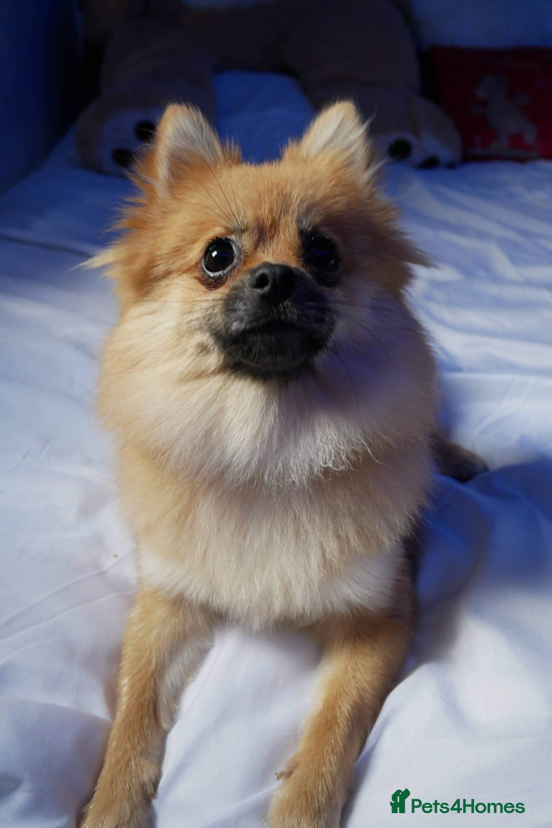Pomeranian dogs for sale: 5 year old female Pomeranian - Image 3