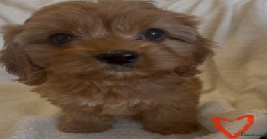 Cavapoo dogs - Advert 3