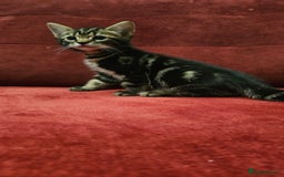 Mixed Breed cats for sale: adorable kittens are looking for a new home - Image 14