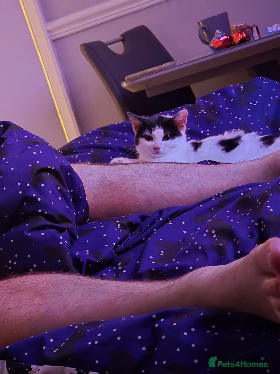 British Shorthair cats for sale: poppy 10 weeks old  - Advert 5