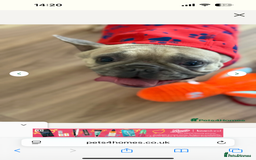 French Bulldog dogs for sale: French bulldog - Image 3