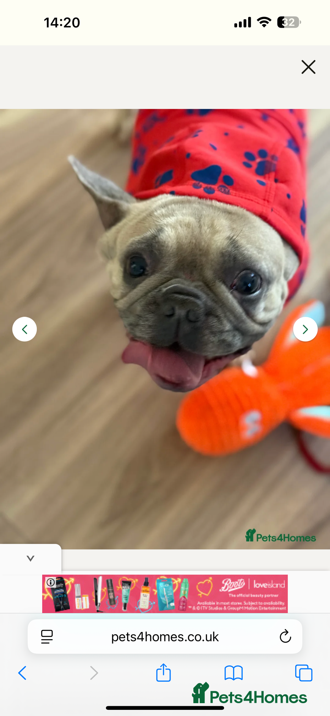 French Bulldog dogs for sale: French bulldog - Image 3