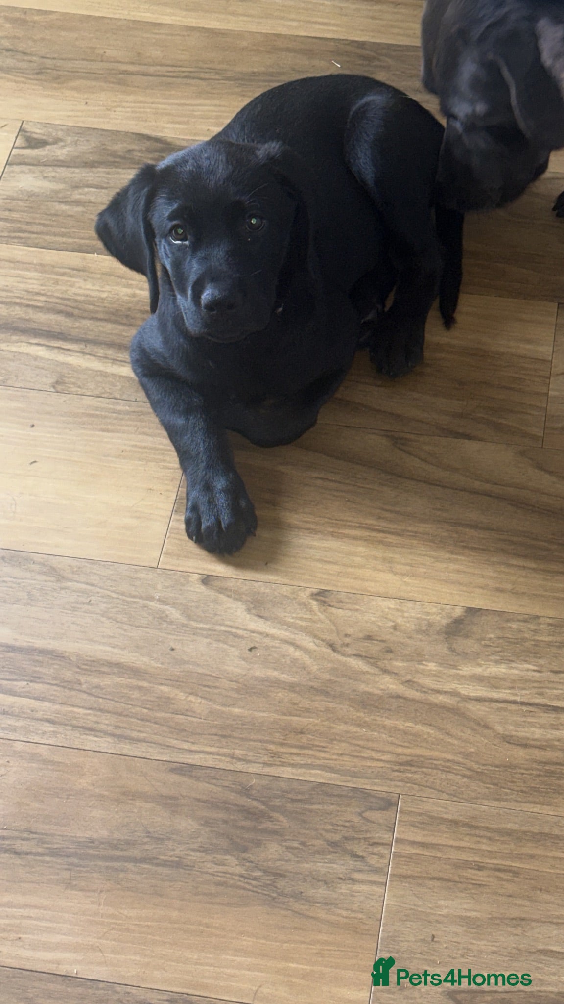 Mixed Breed dogs Beautiful lab x Rottweiler pups 9 weeks old - Advert 18