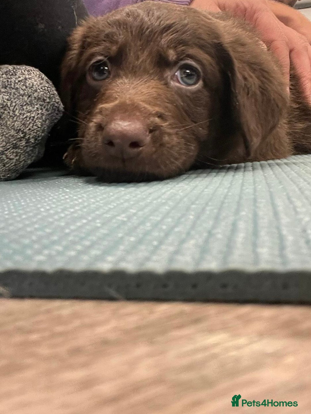 Mixed Breed dogs for sale: Beautiful Puppies – ONLY / LEFT!!! - Advert 10