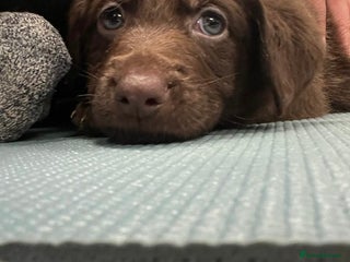 Mixed Breed dogs Beautiful Puppies – Few Left! - Advert 17