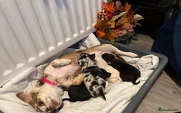 Chihuahua dogs for sale: Beautiful litter of chihuahua boys & girls  - Image 3