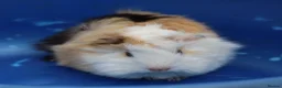 Guinea Pig rodents for sale: 3 Peruvian Baby Boars - Advert 2