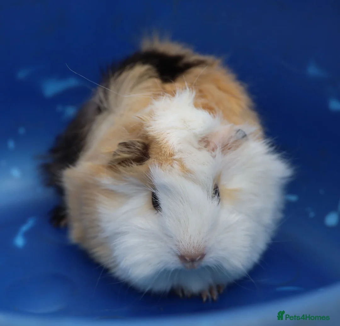 Guinea Pig rodents for sale: 3 Peruvian Baby Boars - Advert 2