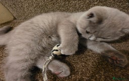 British Shorthair cats for sale: British shorthair  - Image 5