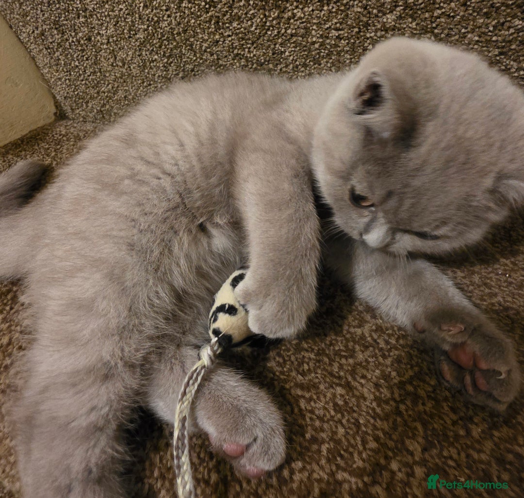 British Shorthair cats for sale: British shorthair  - Image 5