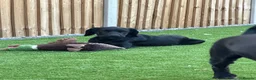 Mixed Breed dogs for sale: Lilly all legs - Advert 4