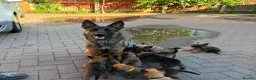 Belgian Shepherd Dog dogs for sale: BELGIAN MALINOIS PUPPIES – READY NOW! Birmingham - Advert 6