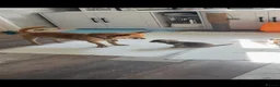 Chihuahua dogs for sale: Chihuahua pups for sale  - Advert 2