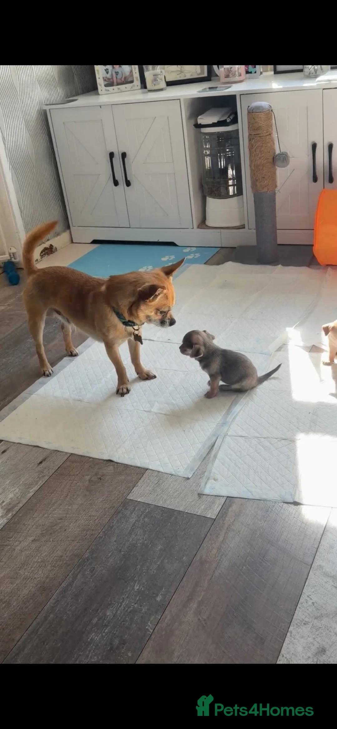 Chihuahua dogs for sale: Chihuahua pups for sale  - Advert 2