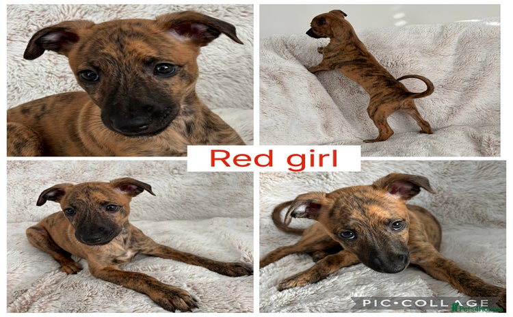 Mixed Breed dogs Pharaoh hound x blue whippet .last  of the litter  - Advert 5