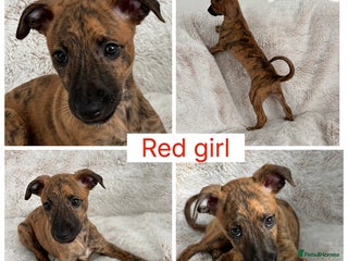 Mixed Breed dogs Pharaoh hound x blue whippet .last of the litter - Advert 4