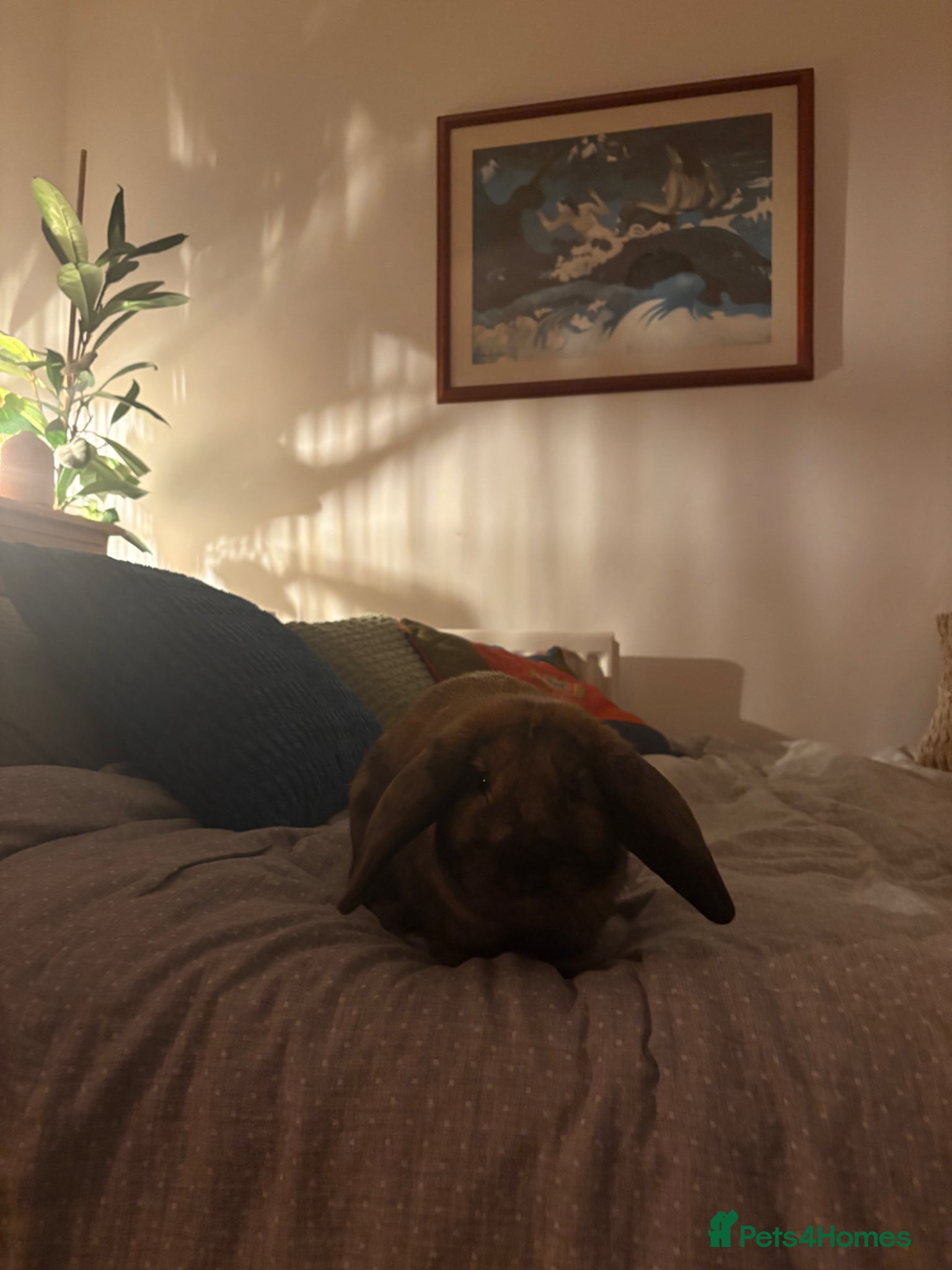 English Lop rabbits Lop Rabbit  - Advert 1