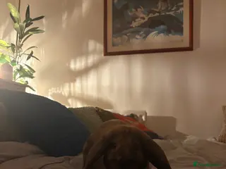 English Lop rabbits Lop Rabbit - Advert 3